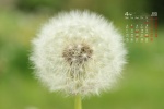 2022年4月护眼蒲公英桌面日历壁纸