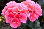 Pink geranium pictures