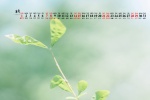Elegant and fresh desktop calendar wallpaper for August 2021