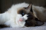 Ragdoll cat pictures Brador cat pictures