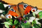 Peacock butterfly picture HD
