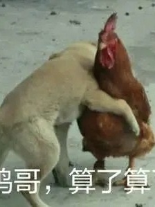 Brother Chicken, forget it, emoticon package