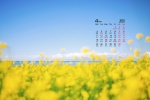 2022年4月护眼油菜花桌面日历壁纸