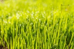 2022年1月绿色草地护眼自然日历壁纸