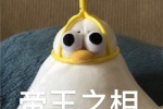 oddy magic seagull WeChat chat expression pack