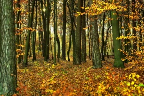 金秋十月唯美秋天美景壁纸