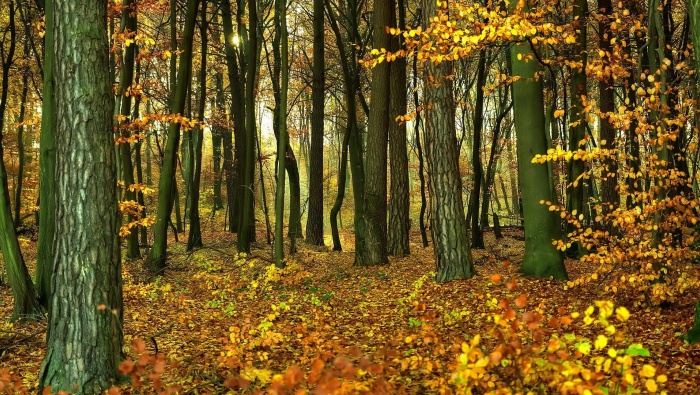 Beautiful autumn scenery wallpaper in golden October