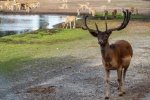 Cute red deer pictures