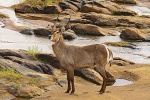 Waterbuck material picture desktop wallpaper