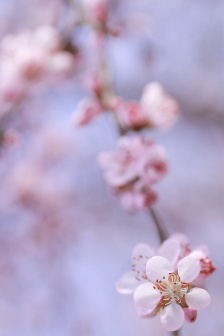 Pink peach blossom mobile wallpaper picture