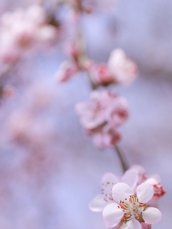 Pink peach blossom mobile wallpaper picture