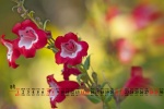 Eye-protecting flowers and beautiful desktop calendar wallpaper for August 2021