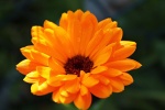 Orange marigold pictures