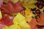 Autumn golden leaves pictures desktop wallpaper