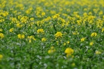 High Definition Rapeseed Flower Pictures Desktop Wallpaper