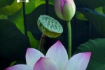 Beautiful summer lotus mobile wallpaper