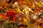 Autumn golden leaves pictures desktop wallpaper