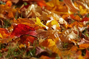 秋天金黄落叶图片桌面壁纸