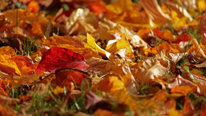Autumn golden leaves pictures desktop wallpaper