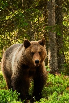 森林王者棕熊手機壁紙