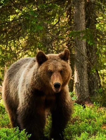 森林王者棕熊手机壁纸