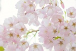 Pink romantic cherry blossom mobile wallpaper