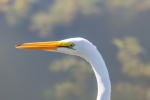egret pictures birds egret pictures
