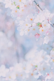 White cherry blossom HD wallpaper