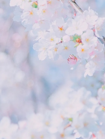 White cherry blossom HD wallpaper