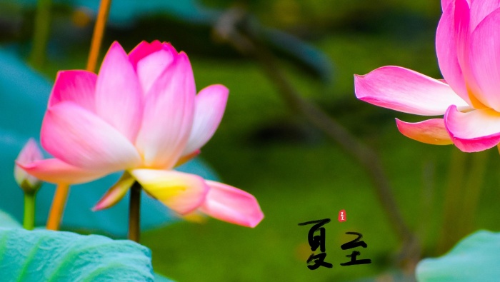 Summer solstice fresh and beautiful scenery desktop wallpaper