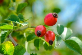 高清玫瑰果图片桌面壁纸