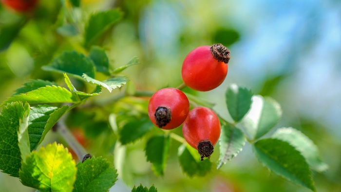 HD Rose Hip Picture Desktop Wallpaper