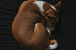 Basenji dog pictures