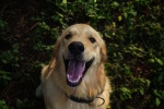Golden Retriever Pictures