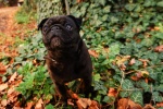 Cute and cute pug pictures