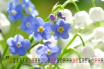 August 2021 Chinese Valentine's Day forget-me-not desktop calendar wallpaper