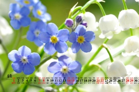 August 2021 Chinese Valentine's Day forget-me-not desktop calendar wallpaper