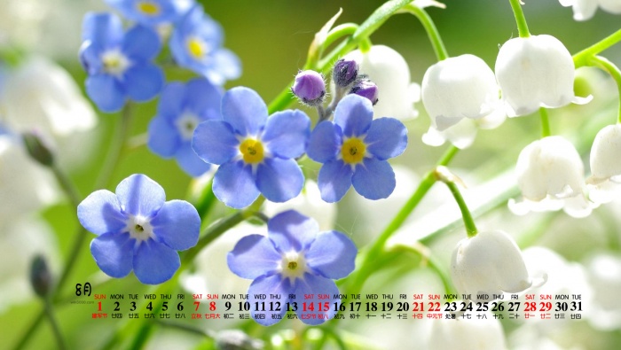 August 2021 Chinese Valentine's Day forget-me-not desktop calendar wallpaper