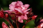 HD Oleander Pictures Desktop Wallpaper