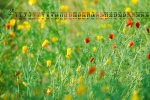June 2021 Flowers and Plants Desktop Calendar Wallpaper