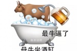母牛坐酒缸最牛逼了