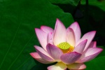 Lotus flowers in lotus pond pictures desktop wallpaper.