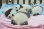 Cute giant panda baby
