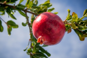 Pomegranate on the pomegranate tree picture desktop wallpaper