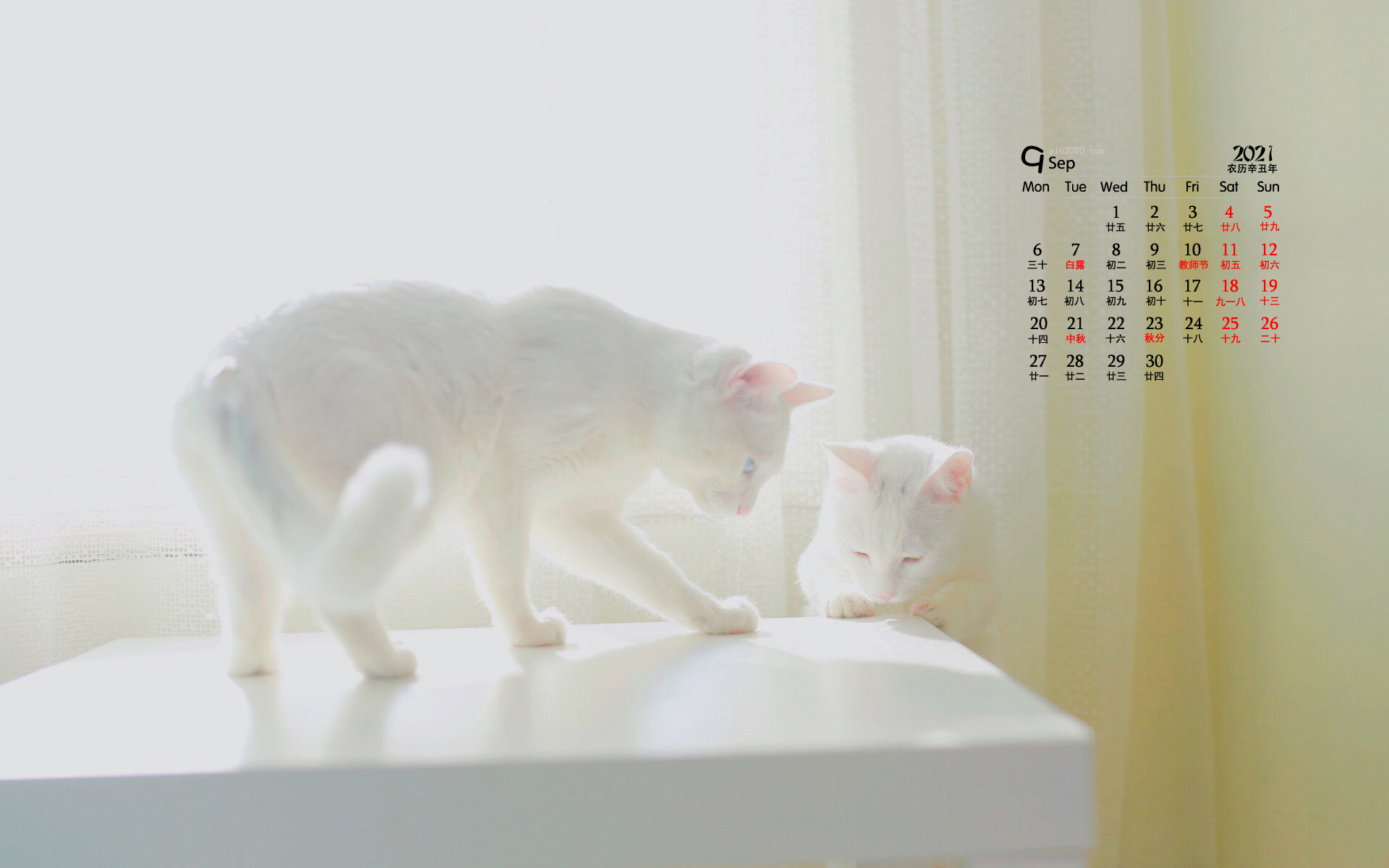 2021年9月可爱动物猫咪桌面日历壁纸