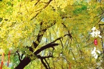 Autumn Equinox Beautiful Ginkgo Scenery Pictures Desktop Wallpaper