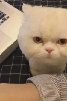 呆萌可爱的小猫咪头像