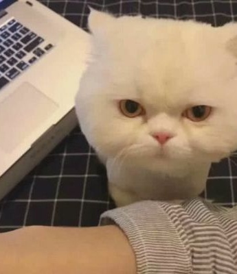 Cute and cute kitten avatar