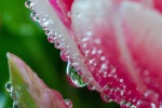 Water droplets on flowers pictures desktop wallpaper