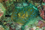 Blue-spotted stingray pictures